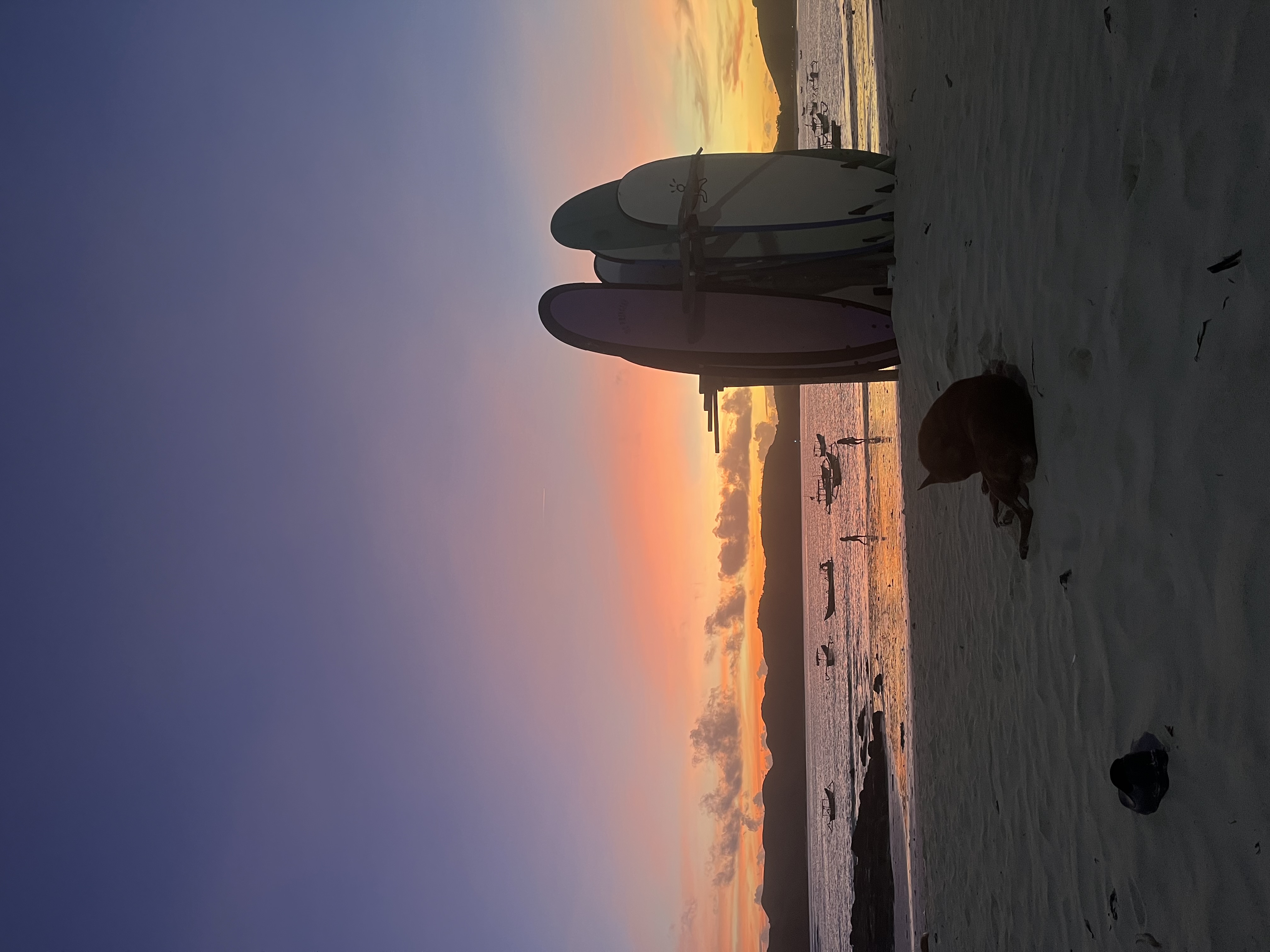 Sunset with surfboards and dog on the beach